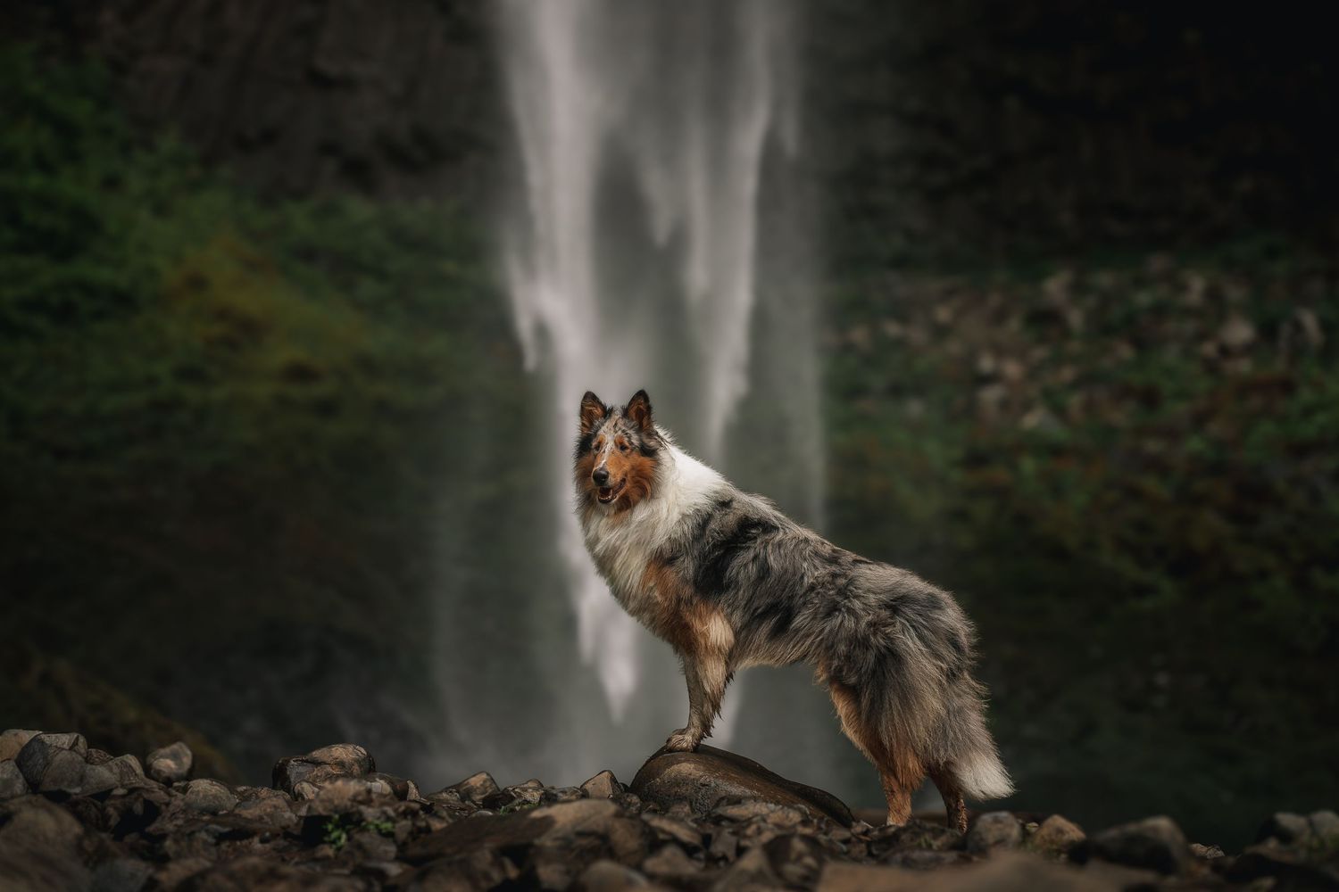 Collie standing in front of a waterfall on a moody Oregon day, near Portland Oregon.