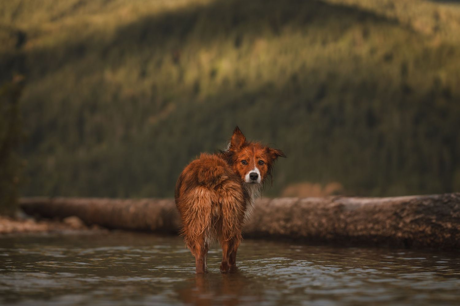 Australian Shepherd facing away from camera in Washington.