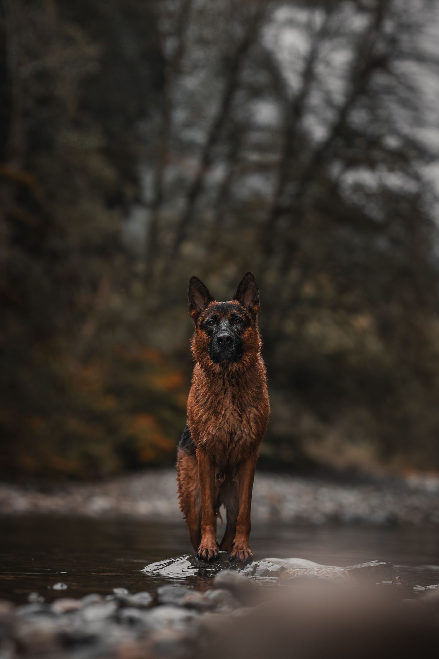 German Shepherd standing in water in Seattle Washington.