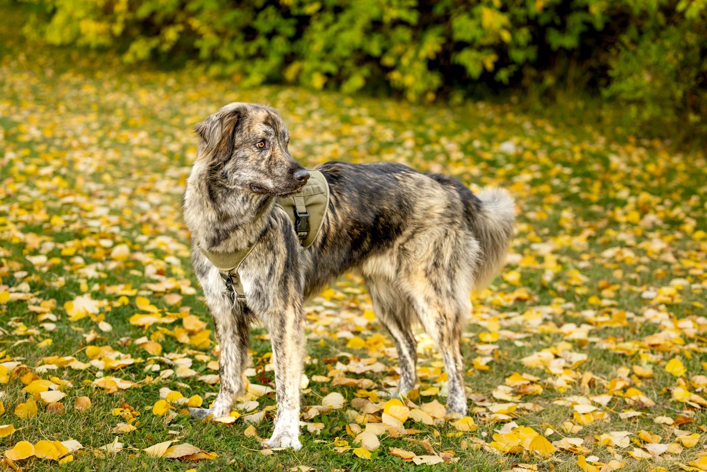 A wolf-like dog walks through scattered yellow autumn leaves on grass in a panoramic sequence of movements.