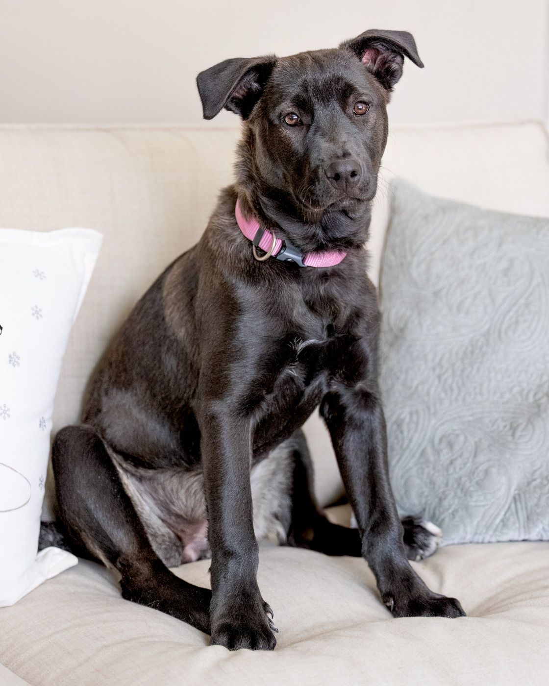 Black Labrador mix dog with pink collar sitting on white couch looking attentively at camera.