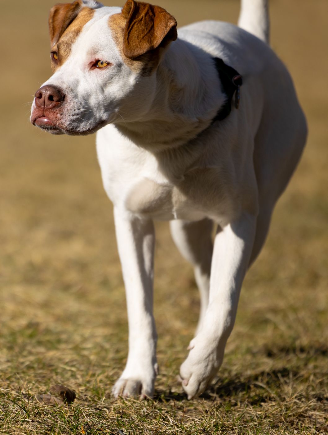 A muscular white and brown pit bull mix dog stands alertly on grass in natural lighting.