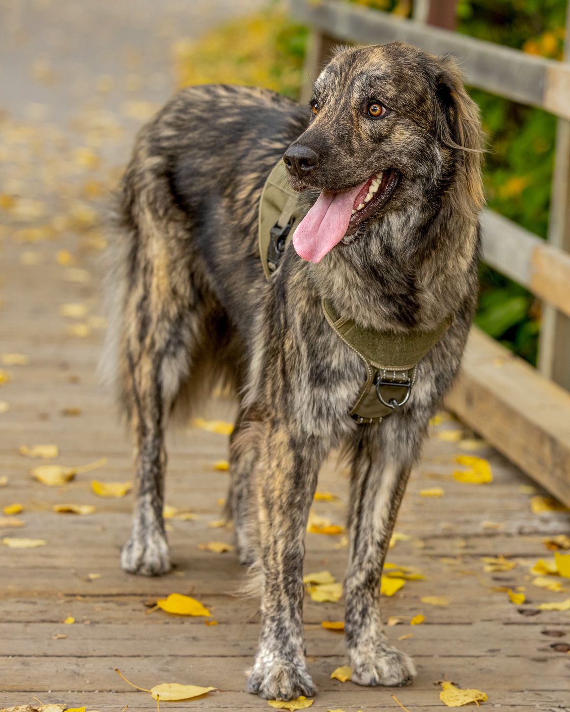 A brindle-colored Irish Wolfhound standing on a wooden boardwalk with fallen autumn leaves in the background.