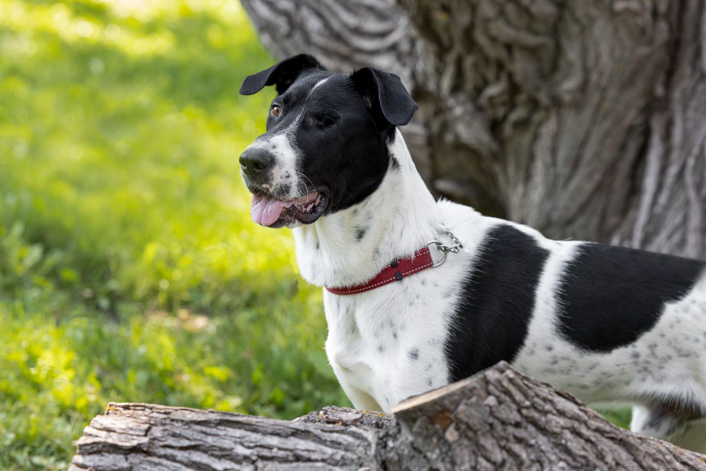Black and white dog with red collar sits alertly by tree trunk in sunny outdoor setting.
