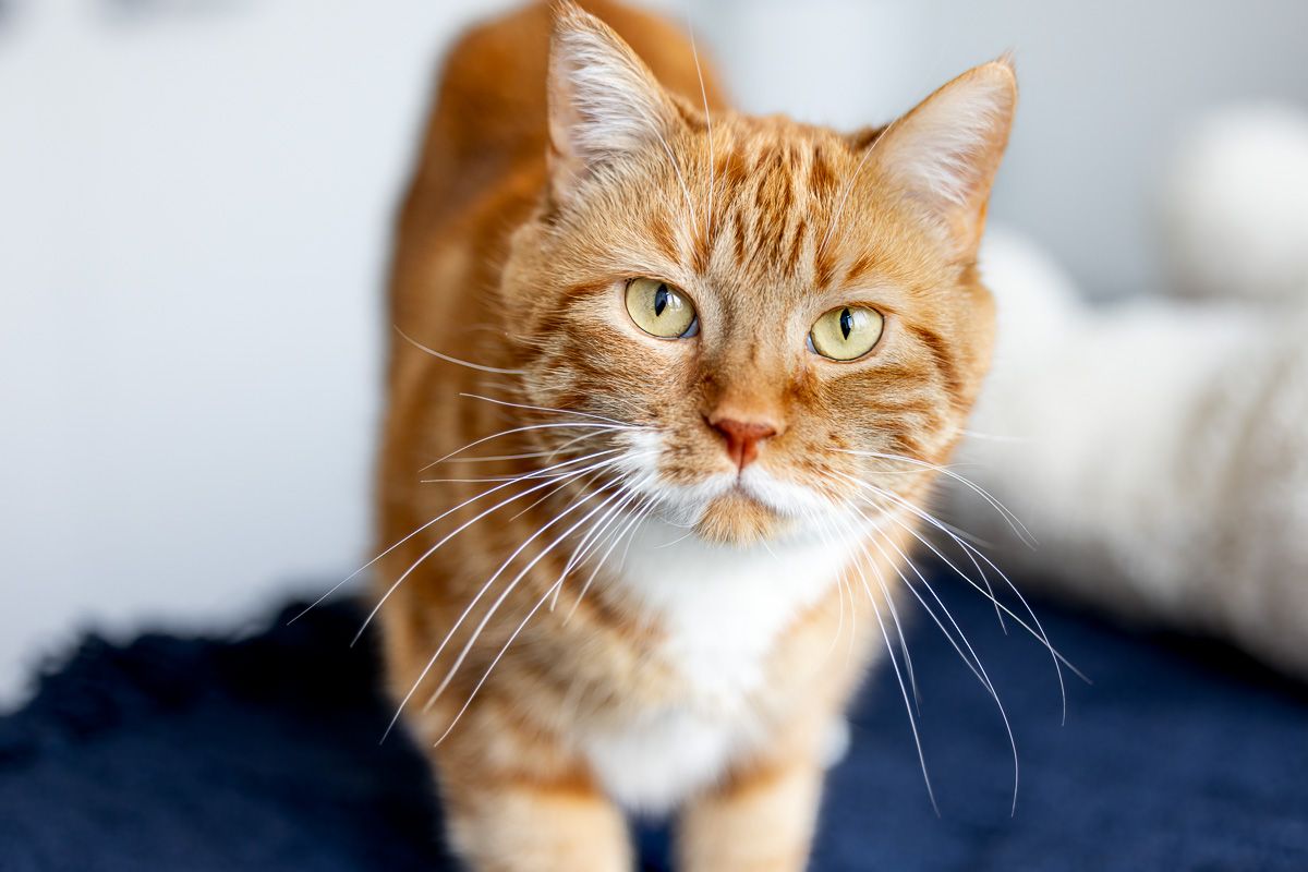 Close-up portrait of a ginger and white tabby cat with intense golden eyes looking directly at the camera.