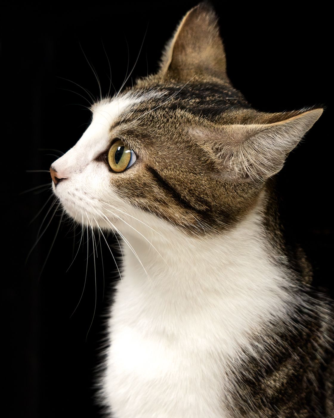 Profile views of a brown and white tabby cat showcasing its distinctive features against a dark background.