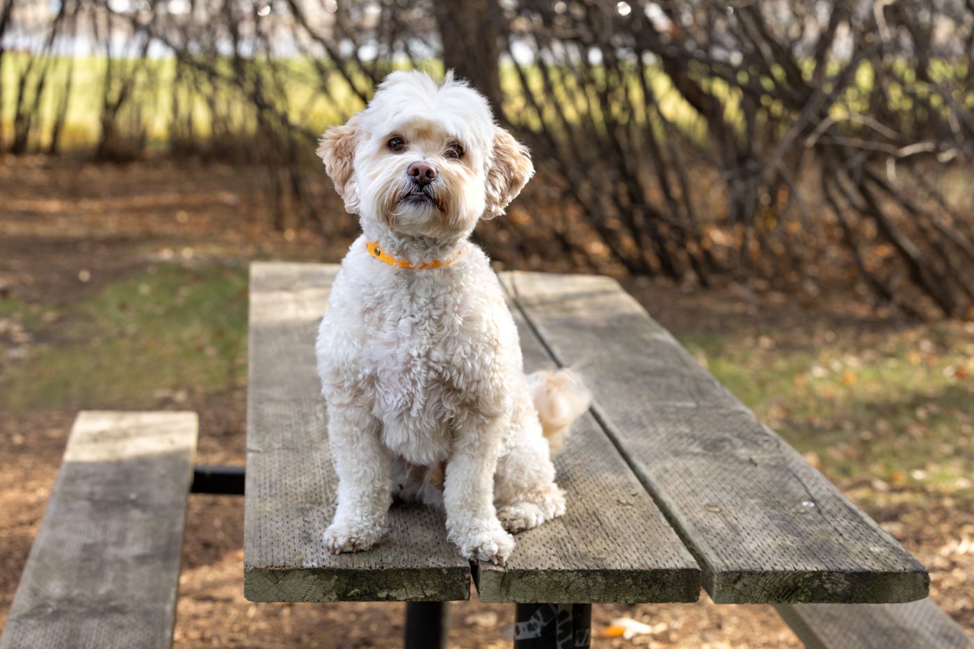 Fluffy white Bichon Frise dog sits attentively on a wooden bench in an autumn garden setting.