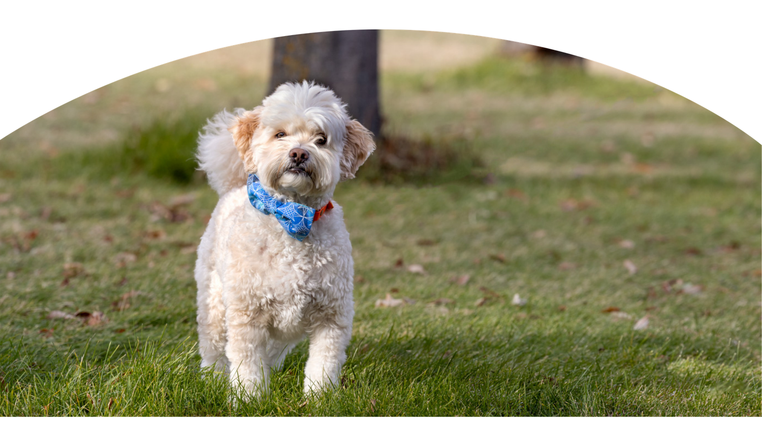 A small white Maltese dog runs playfully through green grass on a sunny day.
