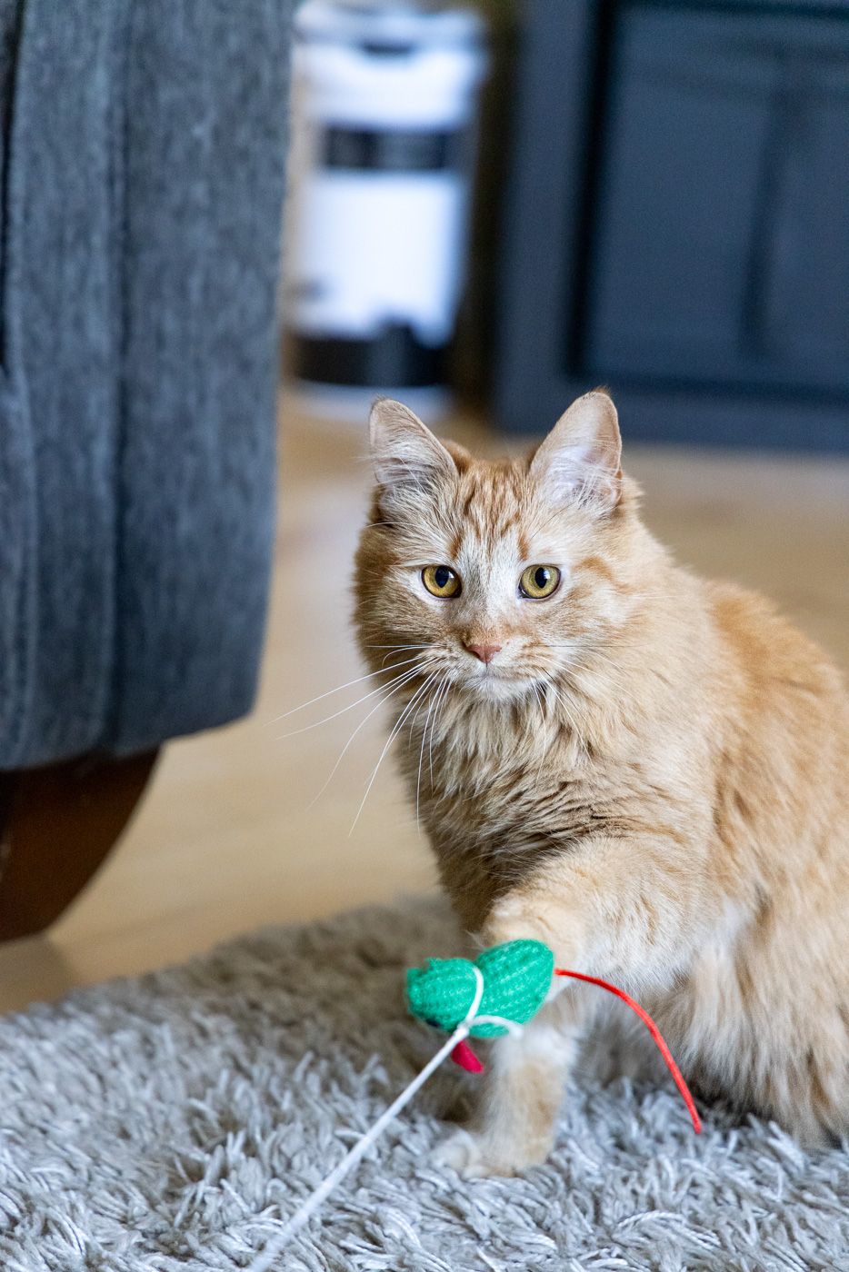 A fluffy orange and white cat with long fur sits on a gray carpet next to a green heart-shaped toy.
