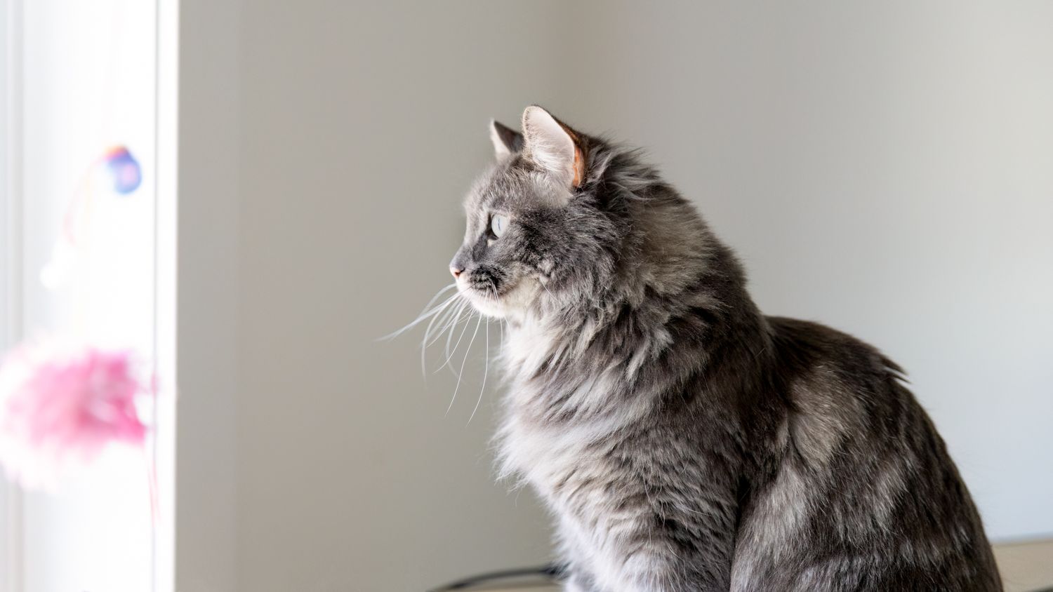 A fluffy gray cat with white markings sits alertly on a window ledge looking outside.