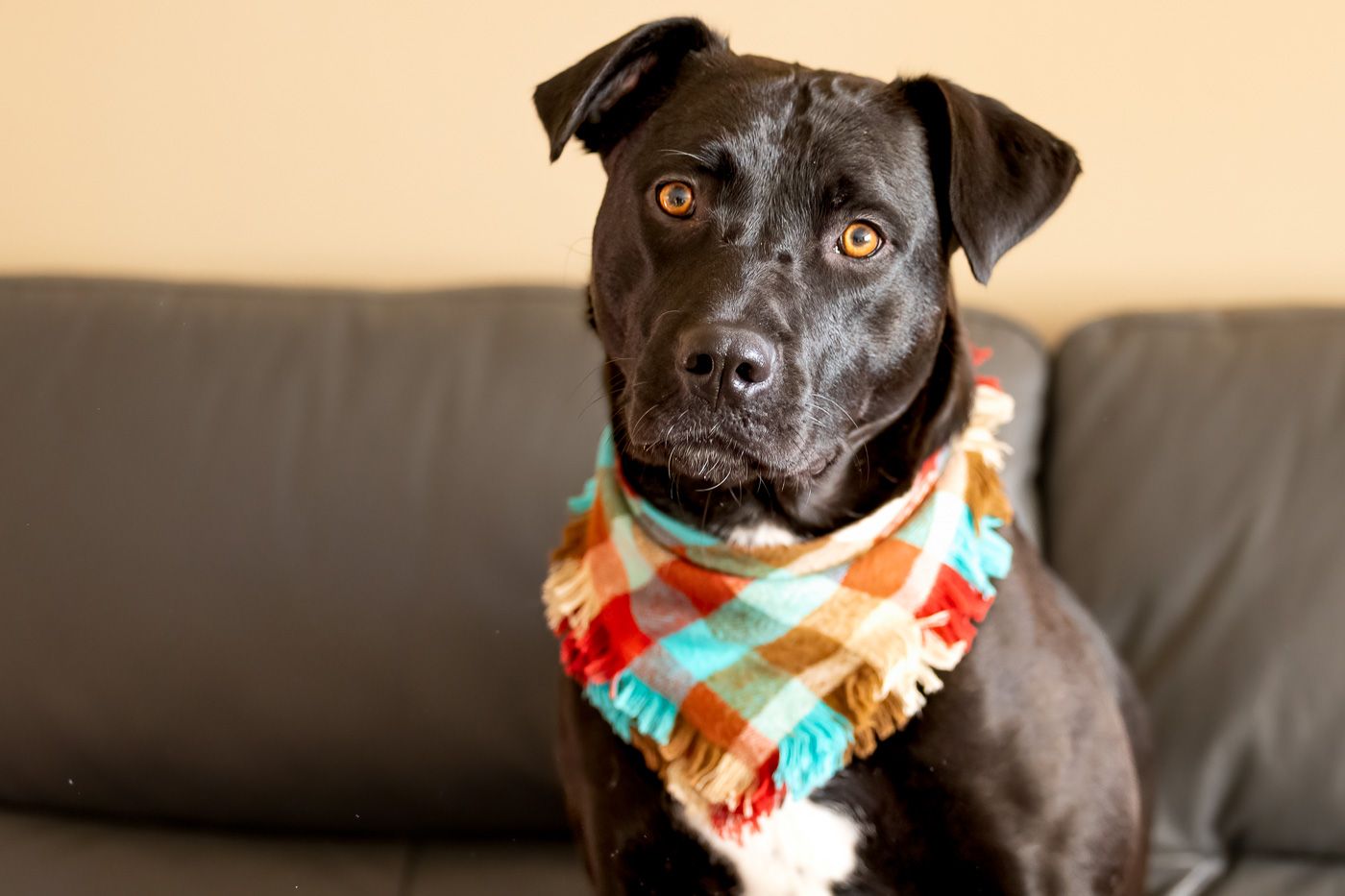 Black Labrador mix dog wearing a colorful plaid bandana sits on a gray couch looking at the camera.