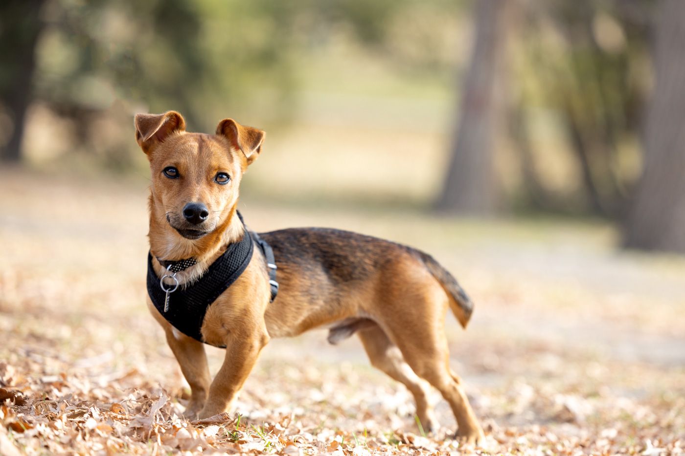 A brown puppy plays and runs through fallen autumn leaves in a park setting.