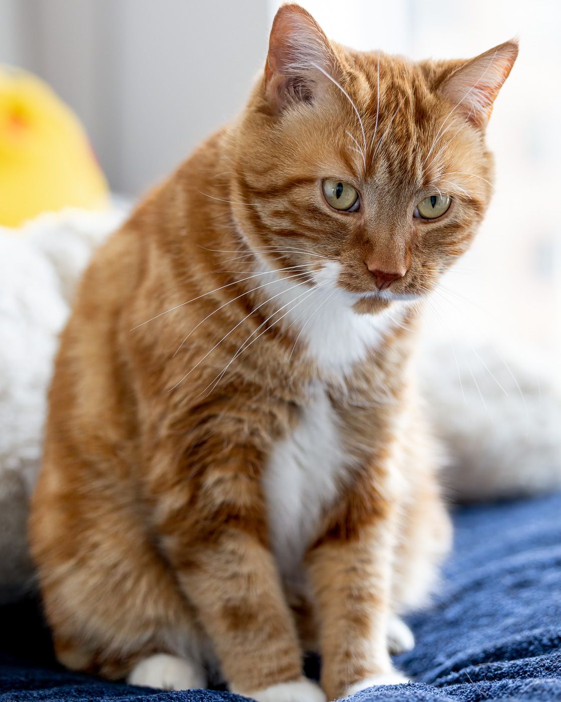 Orange and white cat with piercing green eyes sits attentively on blue fabric in soft lighting.