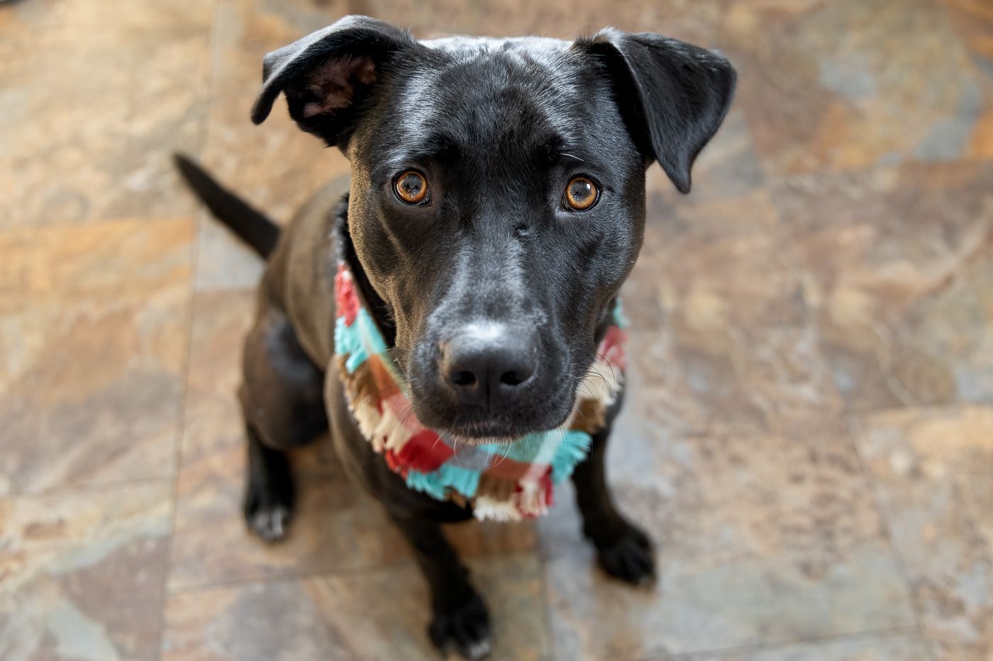 A black mixed breed dog wearing a colorful bandana looks up at the camera with soulful brown eyes.