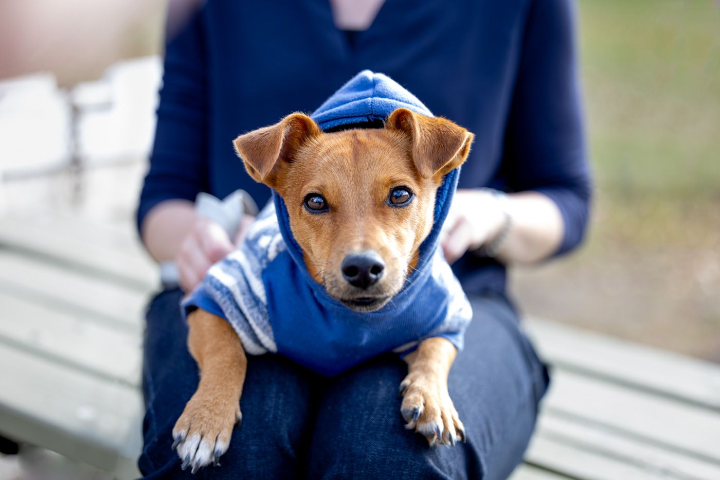 Small brown puppy wearing a blue hoodie sits on a wooden deck with a content expression.