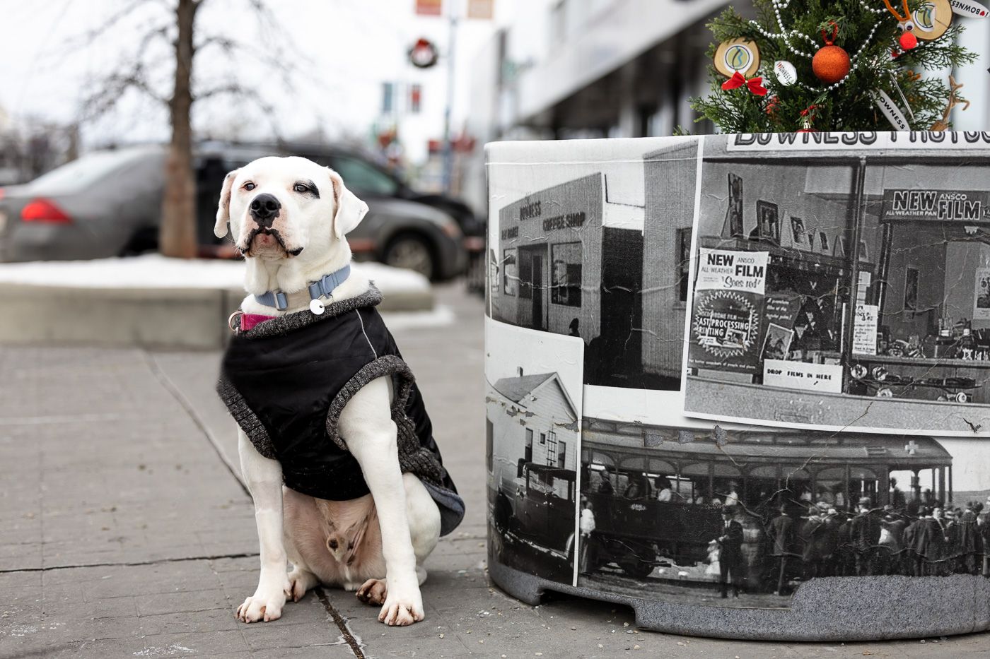 A white and black bulldog in a vest sits on a sidewalk next to vintage black and white photos of storefronts.