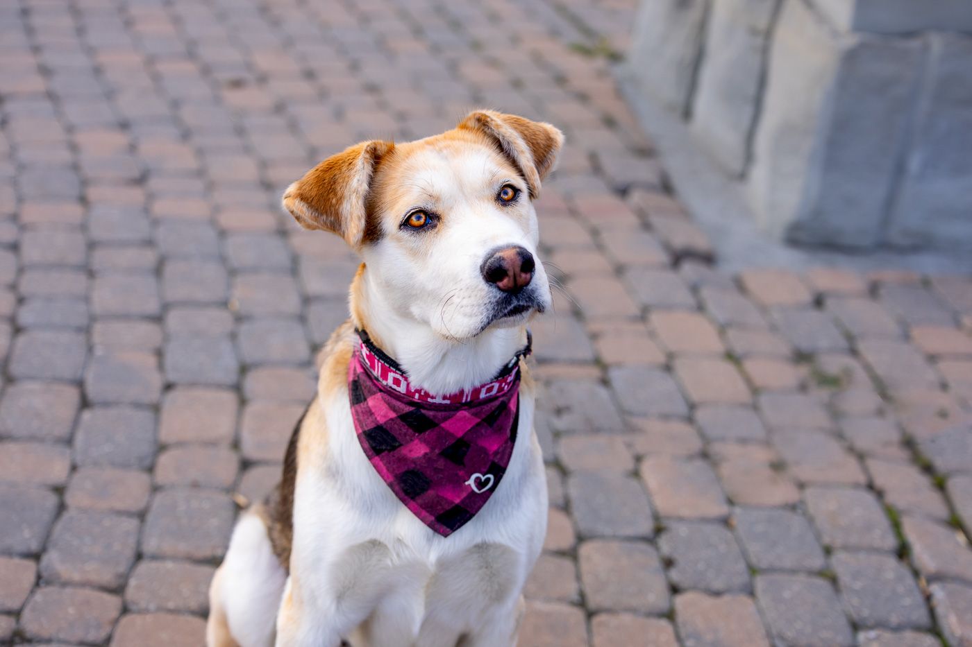 Jack Russell terrier dog wearing a red bandana sitting on brick pavement looking at camera.