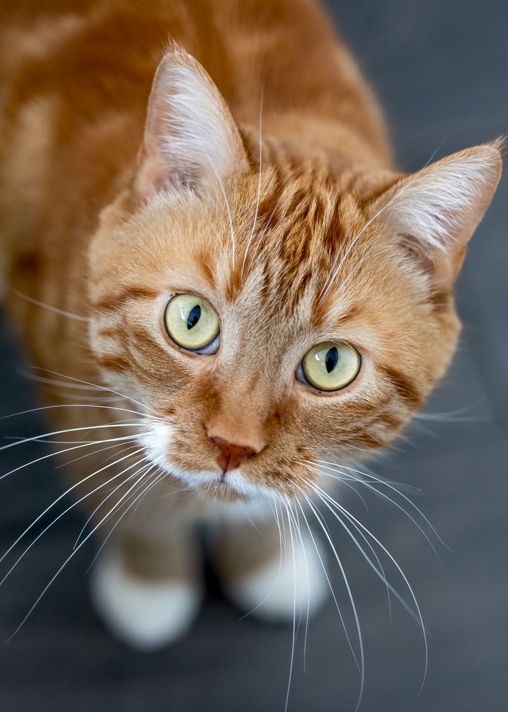 A ginger cat with bright green eyes looks up at the camera from different angles in a series of close-up shots.