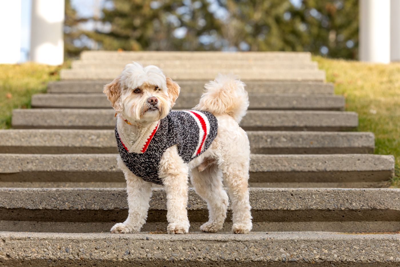 Small white dog wearing a polka dot sweater stands on concrete steps in an outdoor setting.