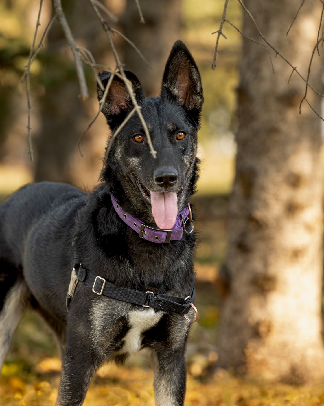 Black mixed breed dog with pointed ears wearing a purple collar stands alert in a wooded outdoor setting.
