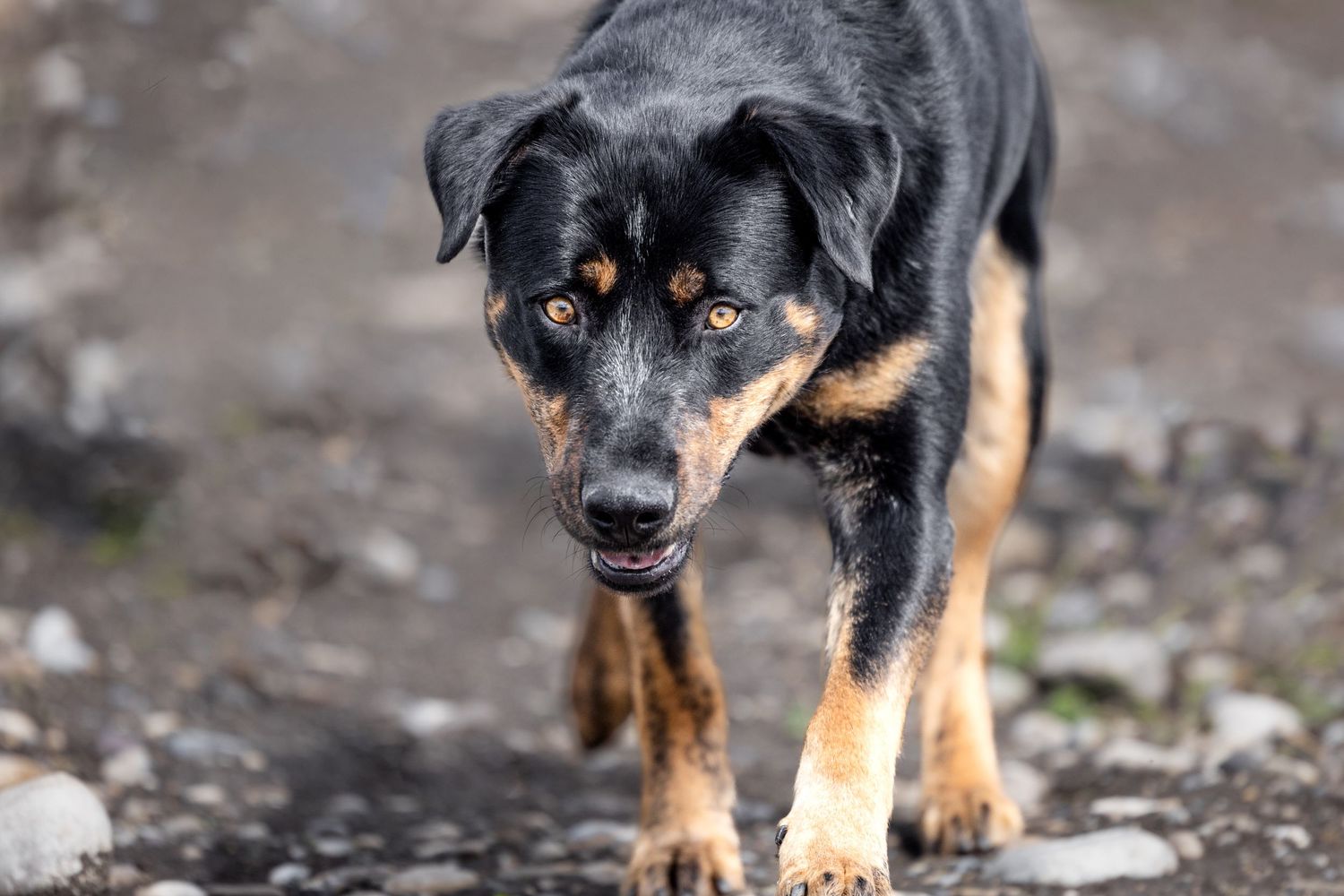 Calgary's Dog and Cat Photographer