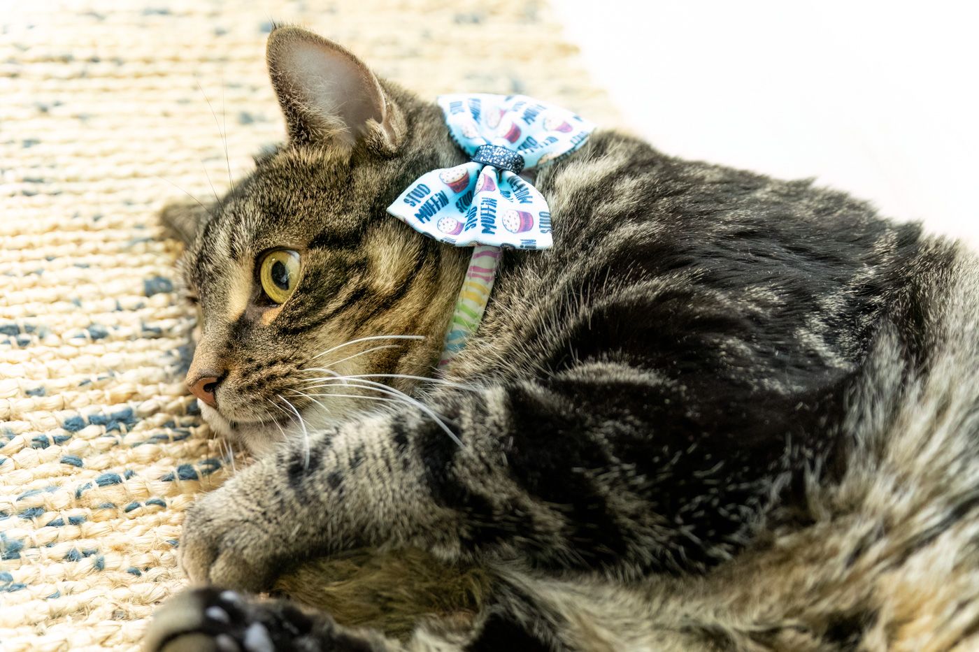 A tabby cat wearing a blue polka dot bow lies on a beige carpet.