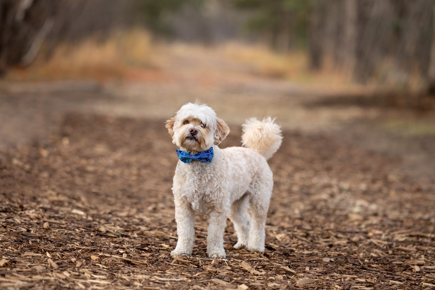 A small white Maltipoo dog wearing a blue collar stands alertly on a dirt path in a wooded area.