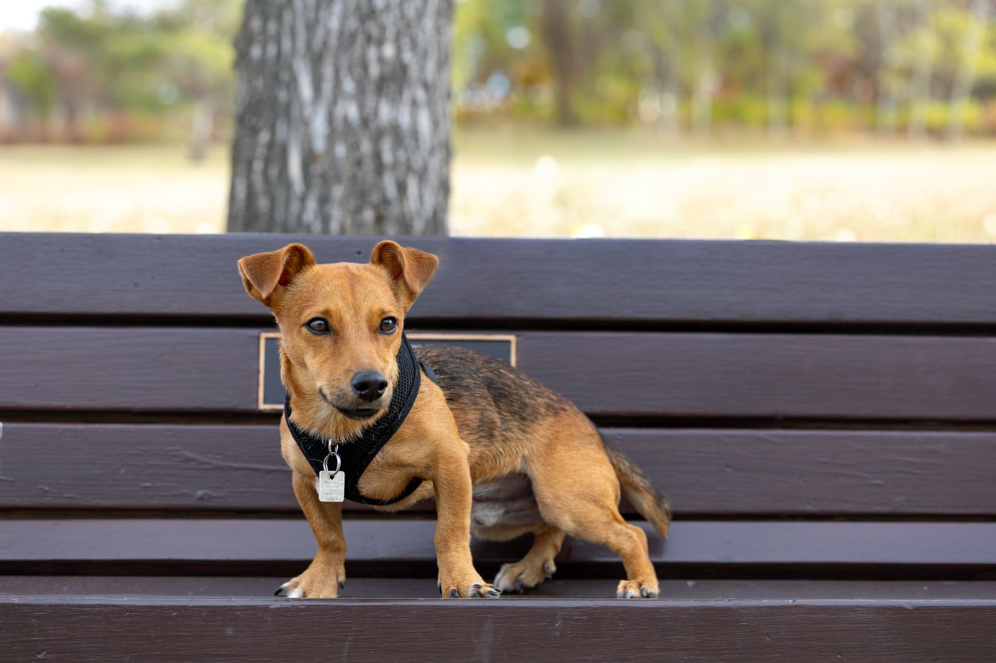A small brown puppy sits on a wooden bench in an outdoor setting, showing a playful and curious expression.