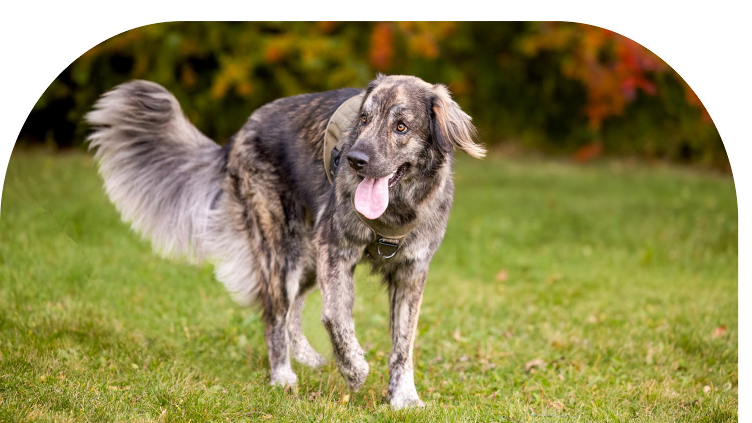 A large gray and white mixed-breed dog with a fluffy tail stands on green grass with autumn colors in the background.