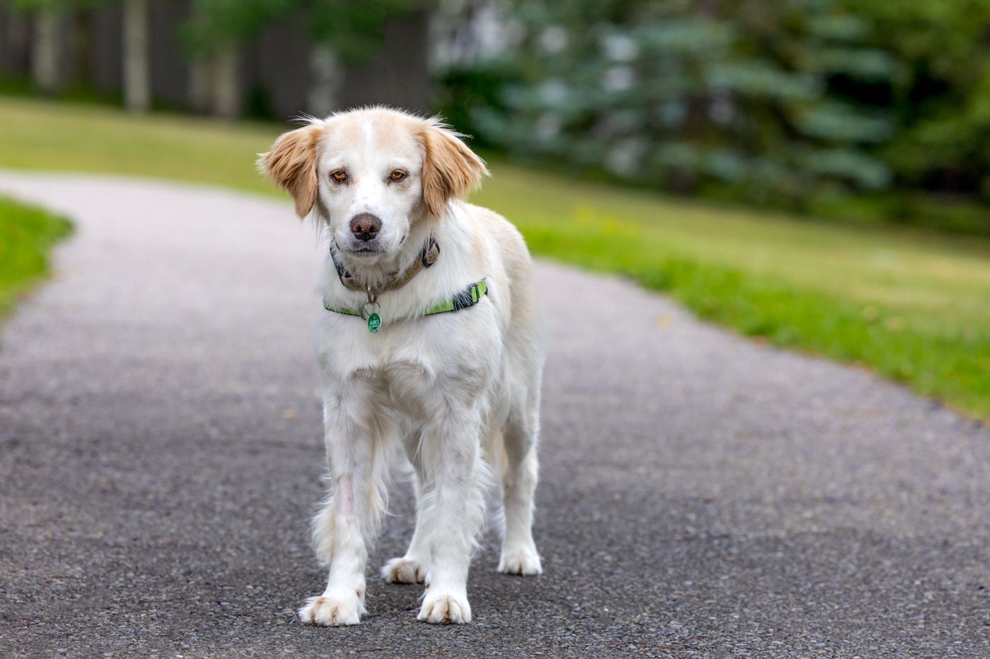 A white mixed breed dog with cream colored ears standing on a paved path in a park setting.