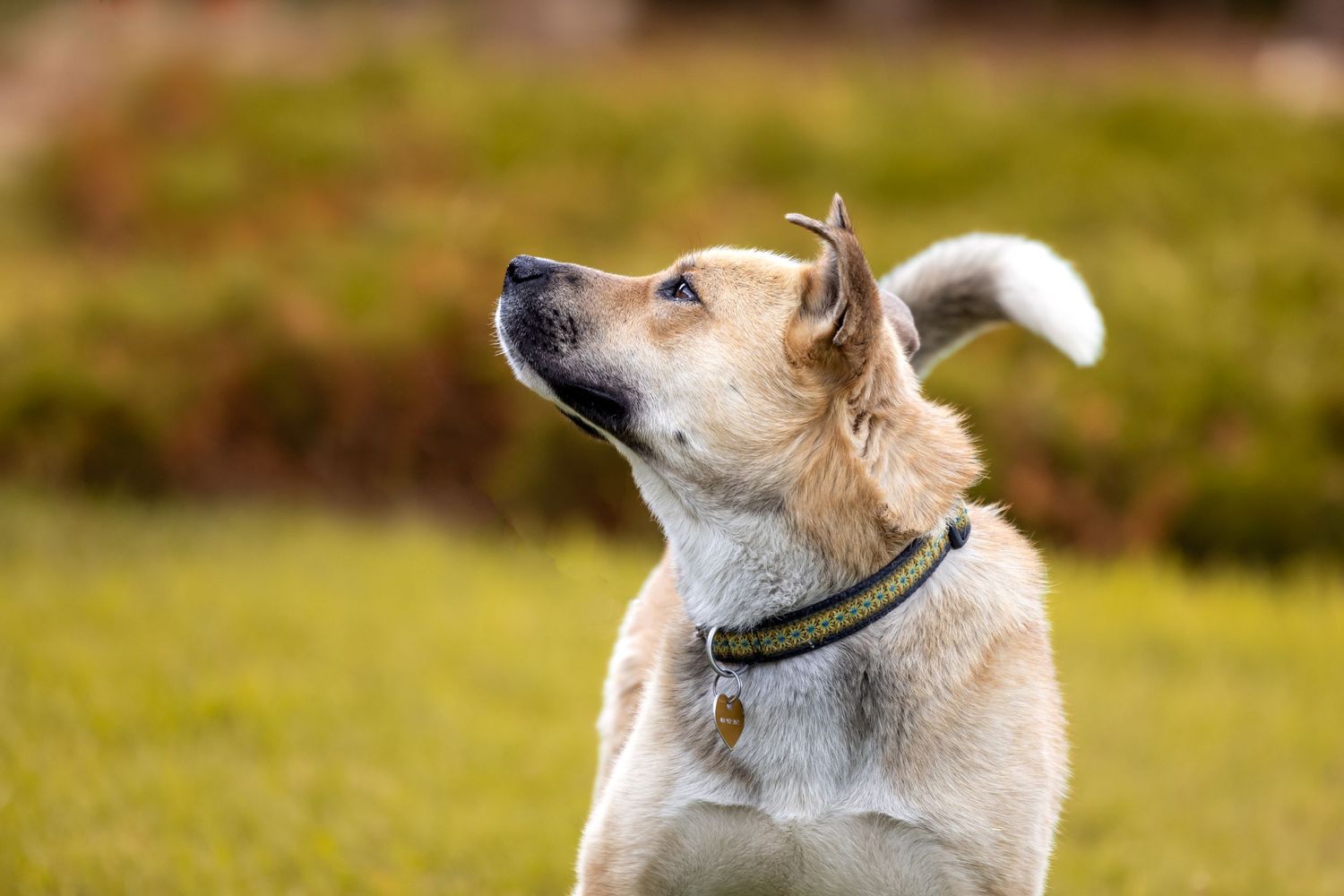 Mixed breed dog with cream colored fur looking upward attentively while wearing a dark collar in a grassy outdoor setting.