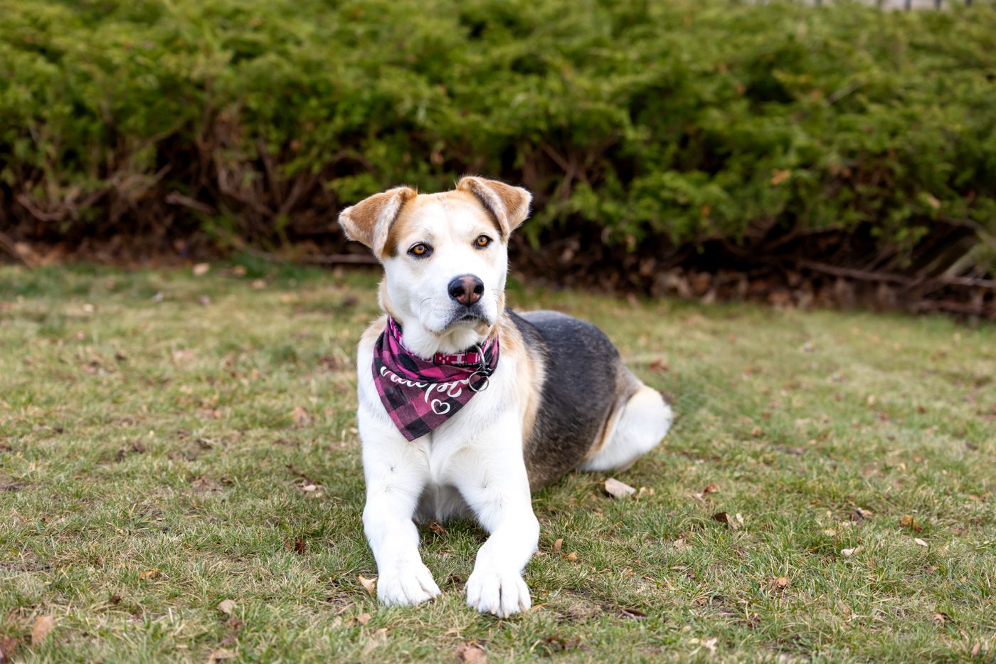 A happy dog wearing a purple bandana sits on green grass in front of lush bushes outdoors.