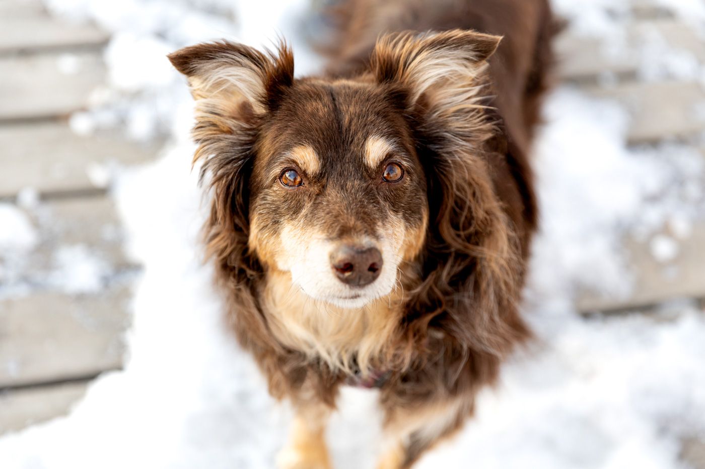 Fluffy brown and white Australian Shepherd dog poses in a series of playful expressions against a light background.