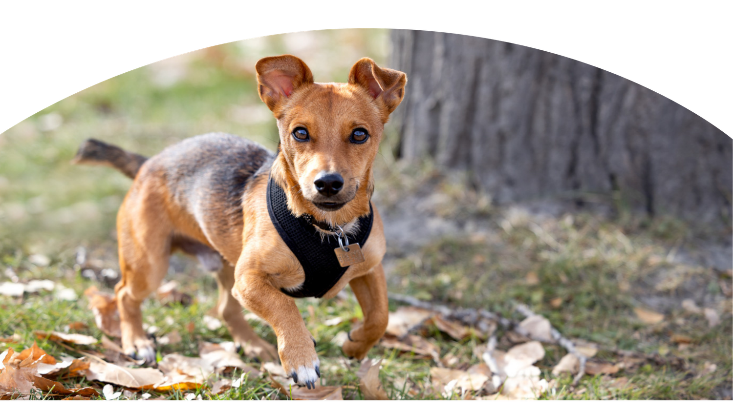 Brown and white basenji dog running and playing in fallen autumn leaves on a sunny day.