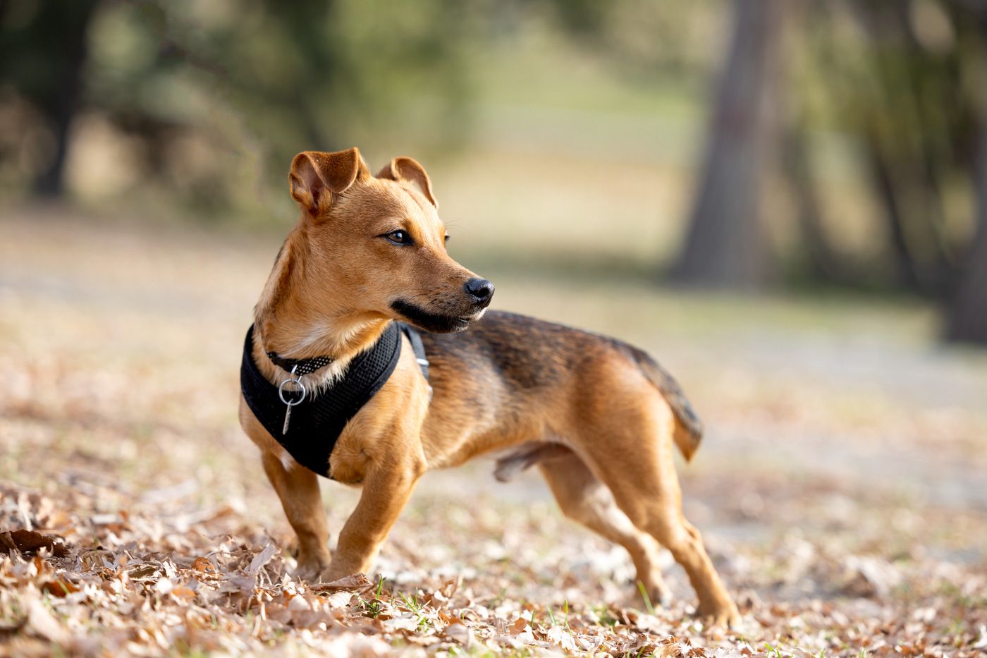 Brown dog running and playing in fallen autumn leaves with splashing motion captured in sunlight.