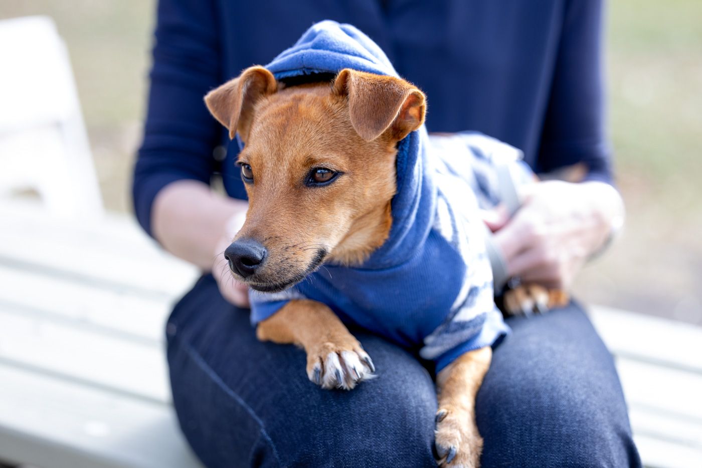 A small brown Chihuahua puppy wearing a blue shirt sits on someone's lap.