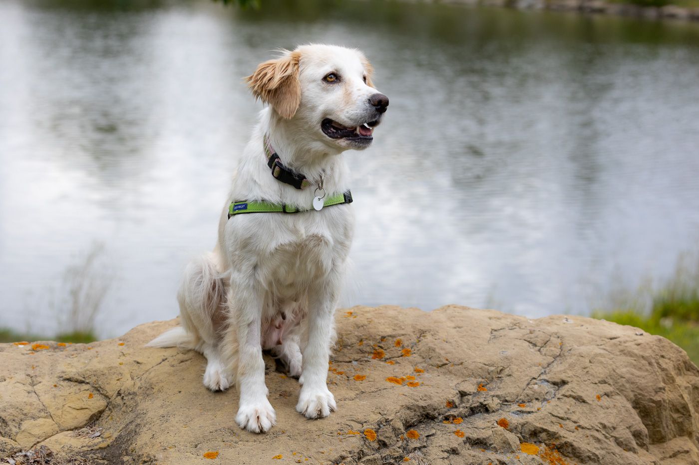 Cream-colored dog wearing green collar sits alertly on rock by lake during outdoor adventure.
