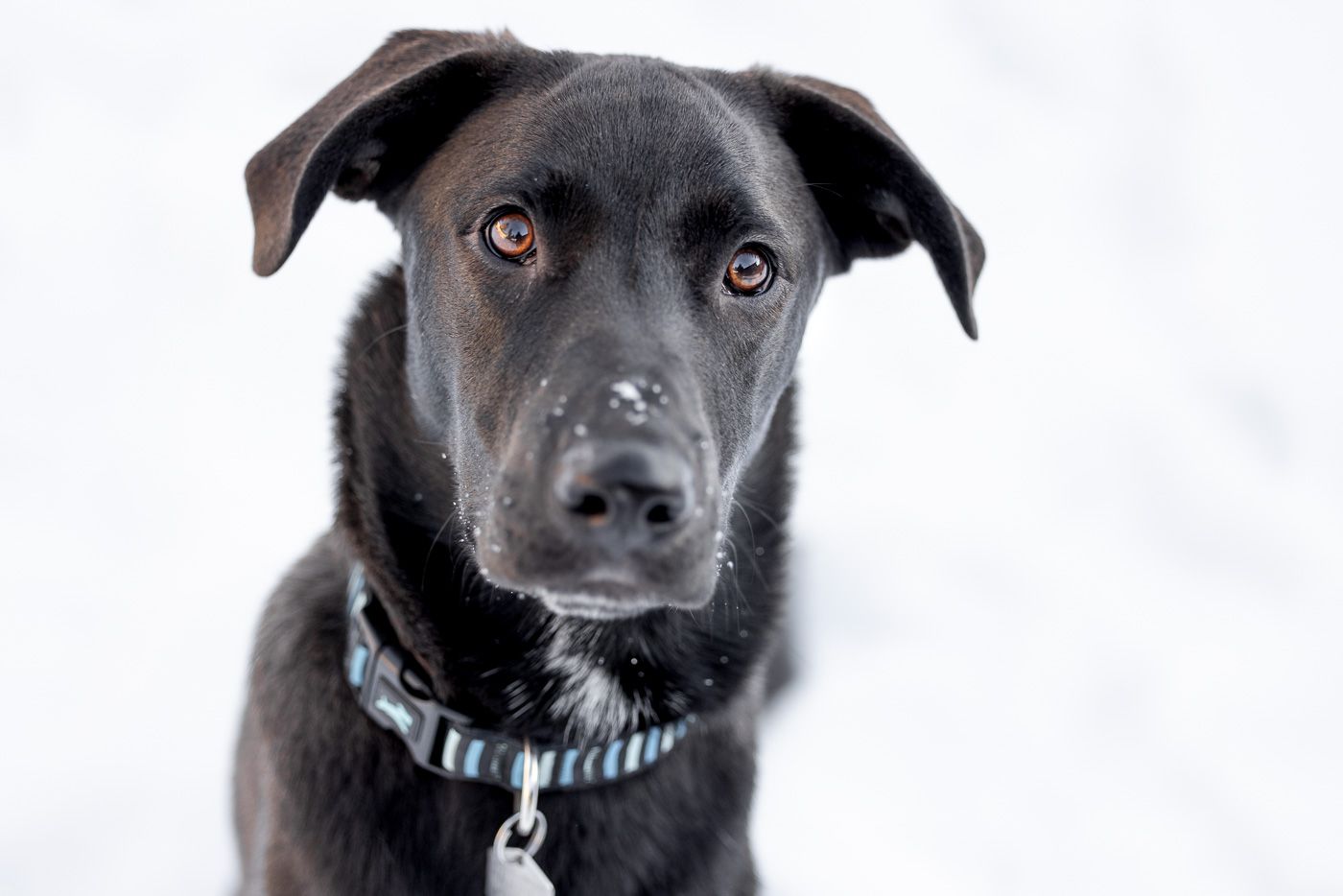 Close-up portrait of a black Labrador mix dog wearing a striped collar against a white background.