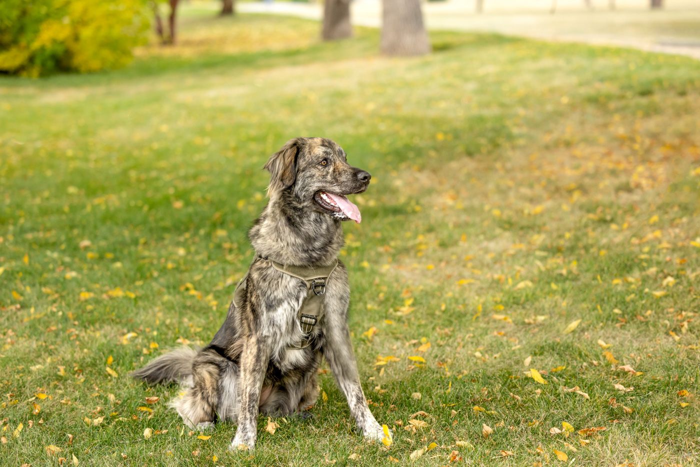 A gray and white dog sits attentively in a grassy field with autumn leaves scattered on the ground.