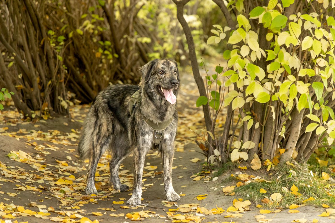 A large gray and white wolf-like dog stands alert on a forest path covered in yellow autumn leaves.