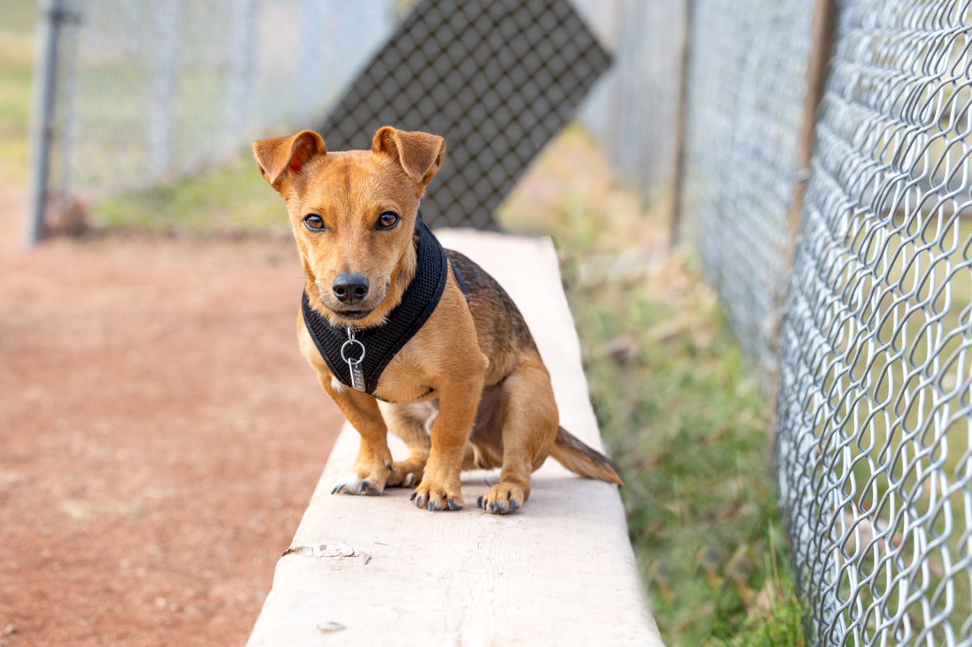 A small brown mixed breed dog wearing a black harness sits on a concrete ledge next to a chain link fence.