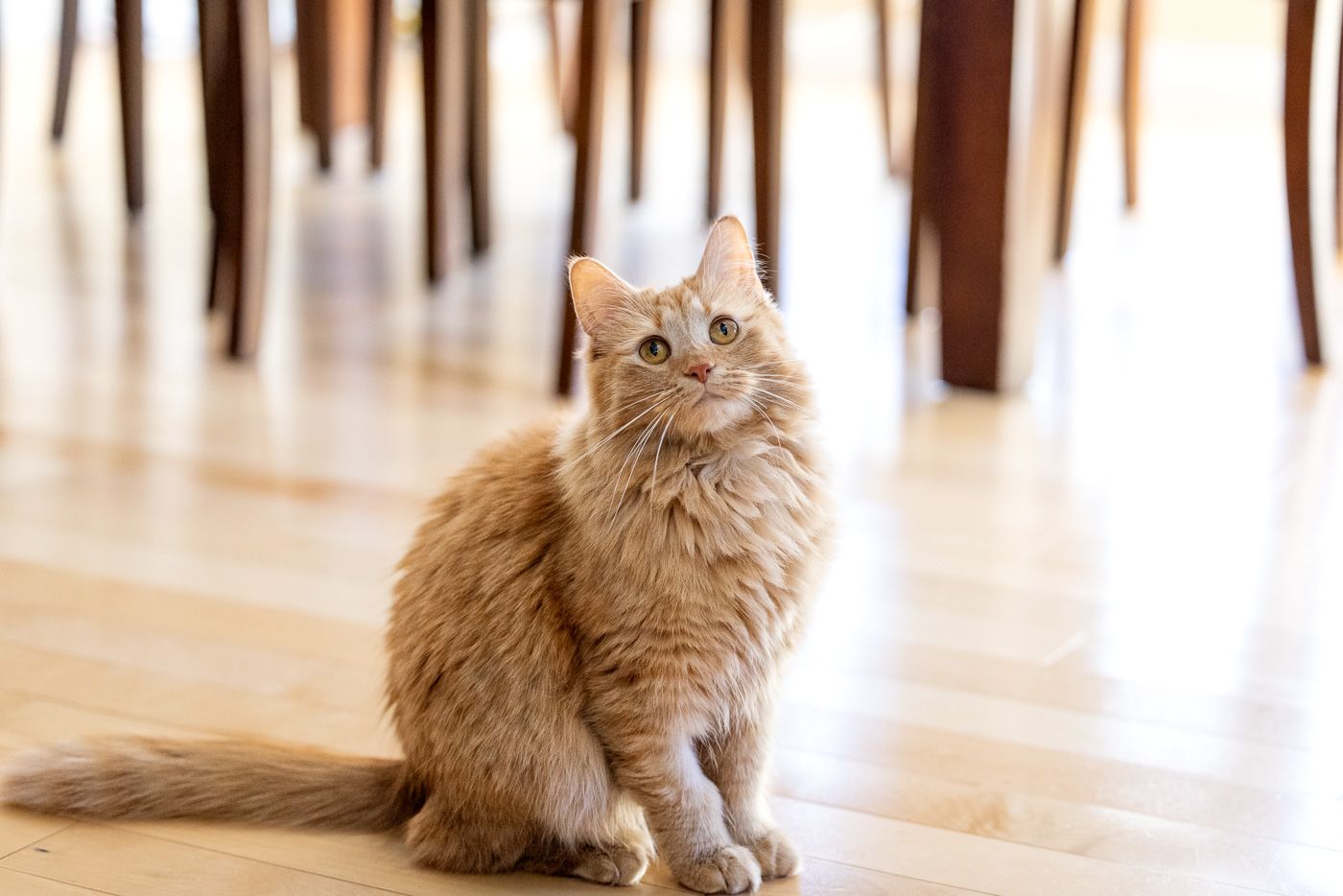 A fluffy orange long-haired cat sitting on hardwood floor with chair legs visible in the background.