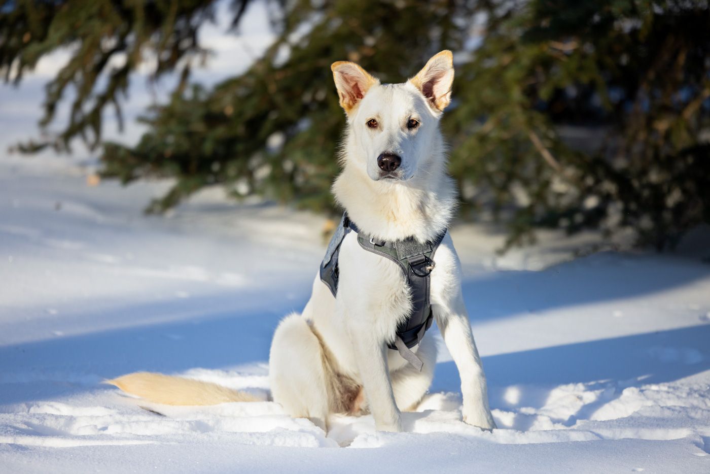 White dog wearing a harness sits alert in snowy landscape with evergreen trees in the background.