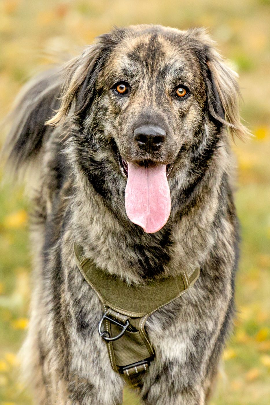Close-up portrait of a grey mixed-breed dog with fluffy fur and pink tongue against a blurred autumn background.