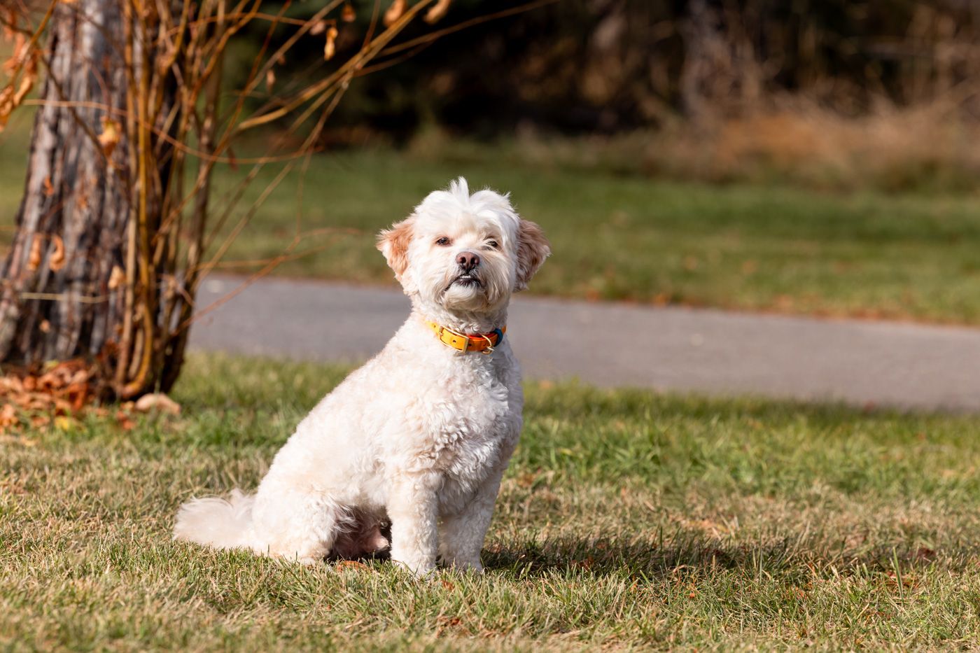 A small white Maltese dog sits attentively on grass in a sunny outdoor setting.