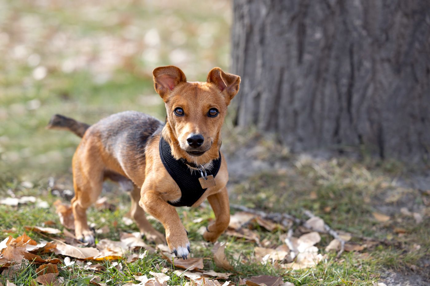 Small brown and white dog prancing playfully through autumn leaves in a wooded area.