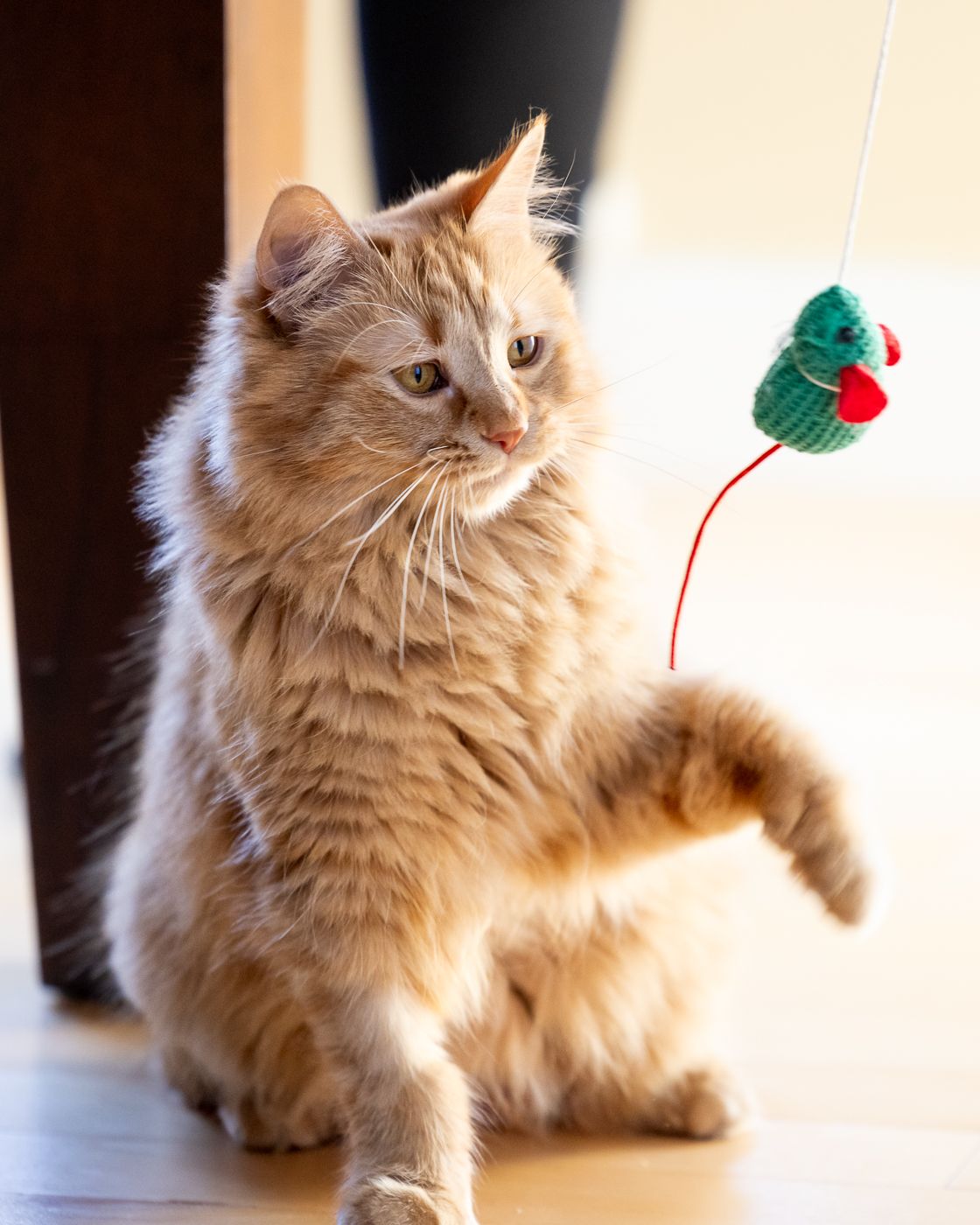 Orange fluffy cat playing with a green and red hanging toy while sitting on a light colored floor.