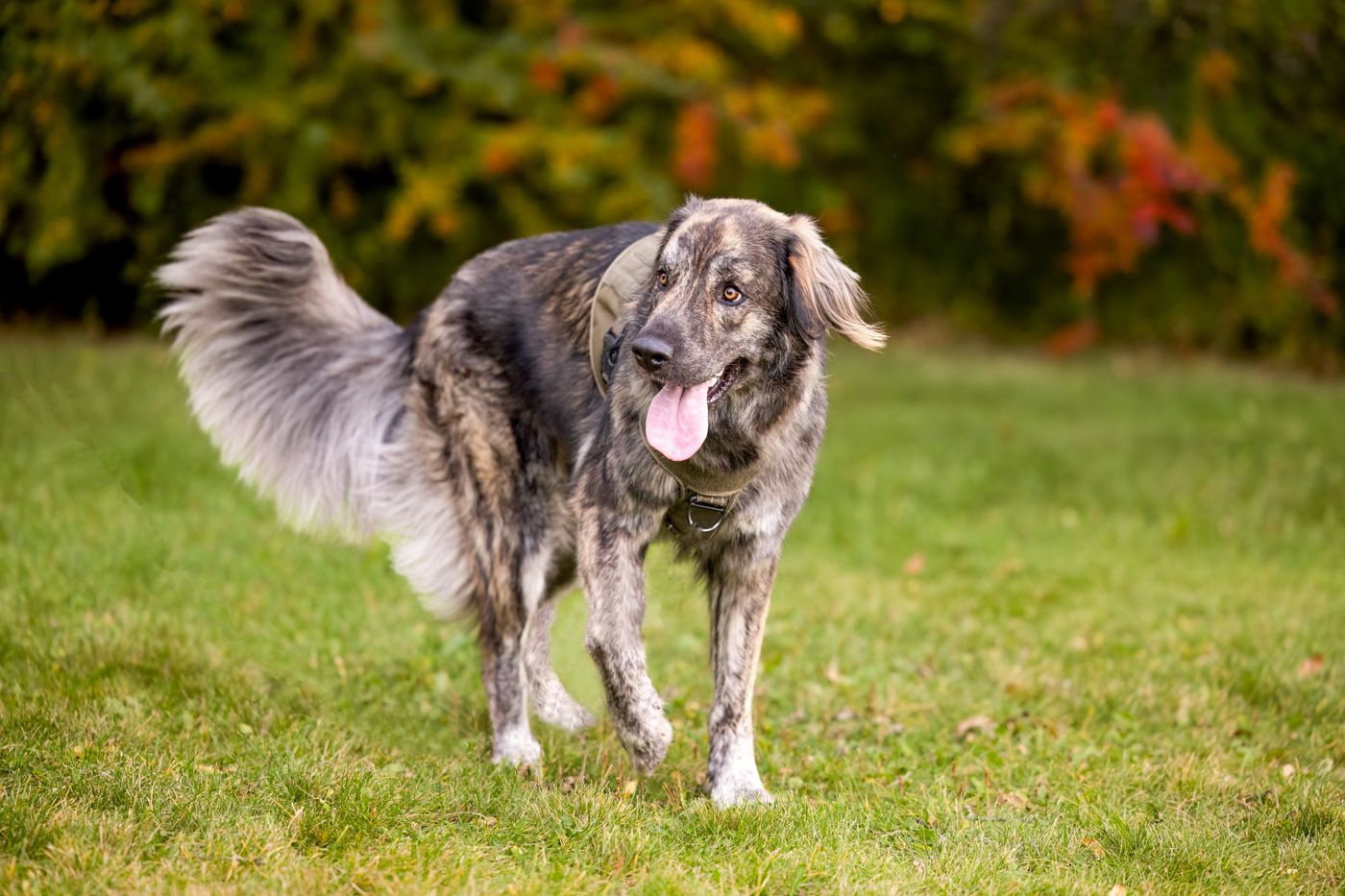 Border collie dog runs and plays with a pink frisbee disc in a grassy field during autumn.
