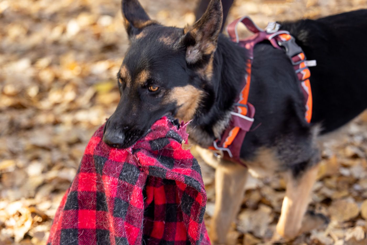 Black and tan dog playing with red plaid blanket on autumn ground covered with fallen leaves.
