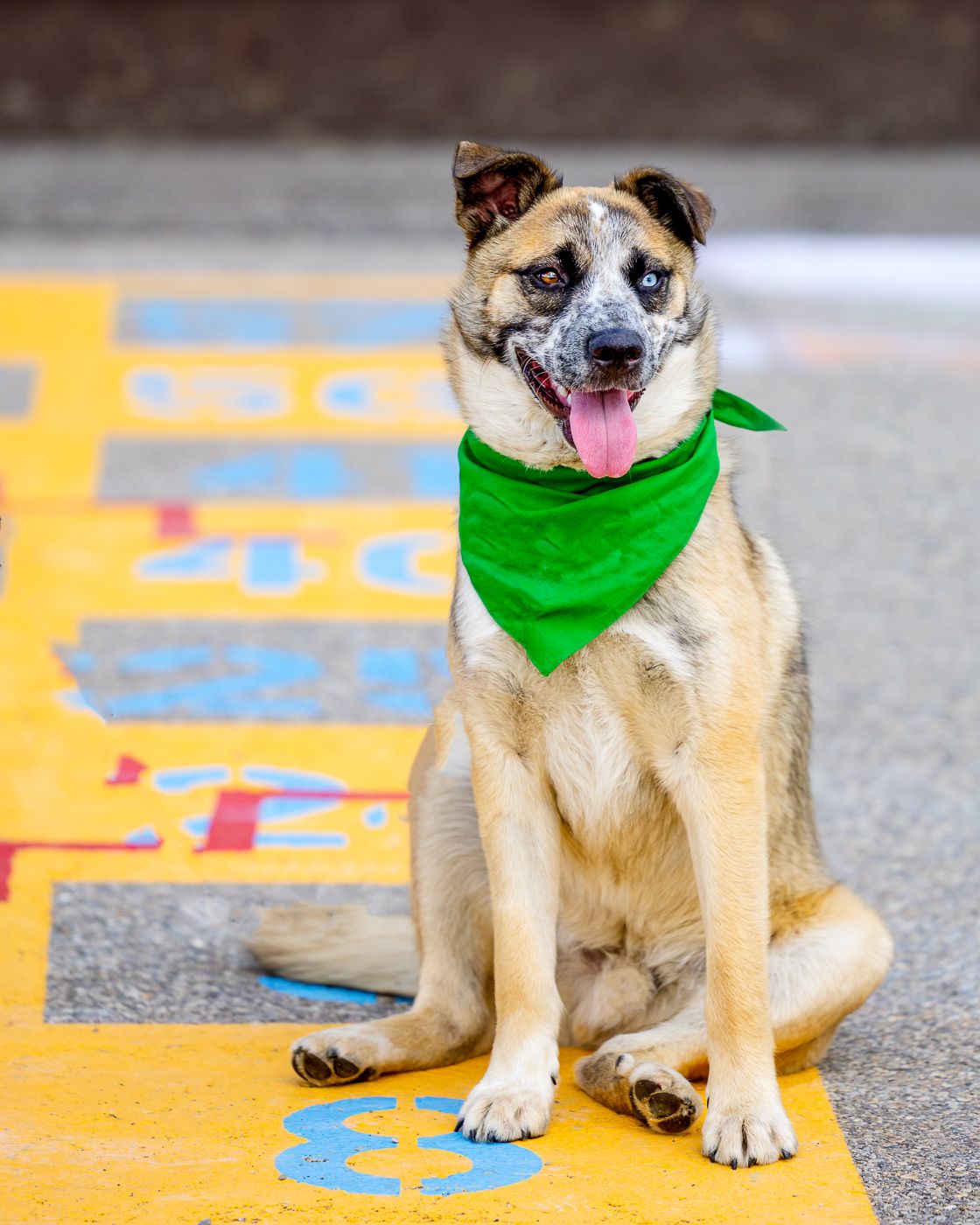 Happy pug mix dog wearing green bandana sits on yellow painted sidewalk, looking at camera with tongue out.
